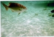 Grand Cayman Coral Reef Snorkel and Stingray City Combo Excursion Muy entretenido!!!