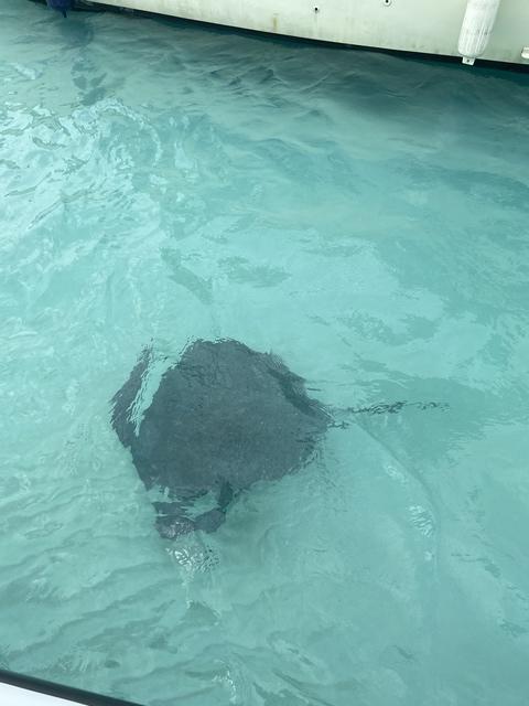 Grand Cayman Starfish Point, Stingray City Sandbar, and Barrier Reef or Coral Garden Snorkel Excursion Combo Can I go again