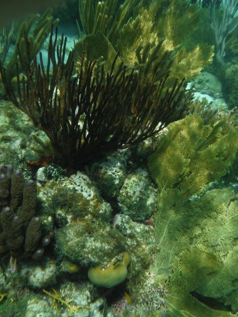 Grand Cayman Starfish Point, Stingray City Sandbar, and Barrier Reef or Coral Garden Snorkel Excursion Combo Fun Excustion! Lots of Fish, Coral, and Stingrays