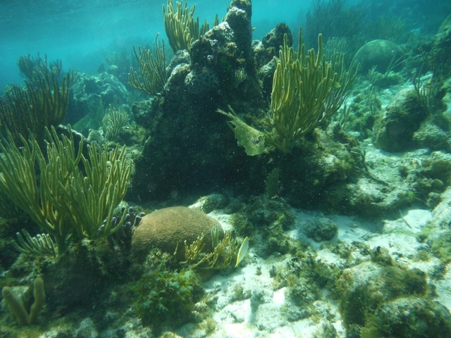 Grand Cayman Starfish Point, Stingray City Sandbar, and Barrier Reef or Coral Garden Snorkel Excursion Combo Fun Excustion! Lots of Fish, Coral, and Stingrays
