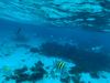 Grand Cayman Starfish Point, Stingray City Sandbar, and Barrier Reef or Coral Garden Snorkel Excursion Combo Super cool experience!
