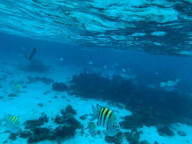 Grand Cayman Starfish Point, Stingray City Sandbar, and Barrier Reef or Coral Garden Snorkel Excursion Combo Super cool experience!