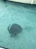 Grand Cayman Starfish Point, Stingray City Sandbar, and Barrier Reef Snorkel Excursion Combo Can I go again