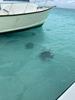 Grand Cayman Starfish Point, Stingray City Sandbar, and Barrier Reef Snorkel Excursion Combo Can I go again