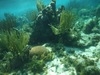 Grand Cayman Starfish Point, Stingray City Sandbar, and Barrier Reef Snorkel Excursion Combo Fun Excustion! Lots of Fish, Coral, and Stingrays