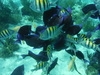 Grand Cayman Starfish Point, Stingray City Sandbar, and Barrier Reef Snorkel Excursion Combo Fun Excustion! Lots of Fish, Coral, and Stingrays