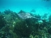 Grand Cayman Starfish Point, Stingray City Sandbar, and Barrier Reef Snorkel Excursion Combo Fun Excustion! Lots of Fish, Coral, and Stingrays