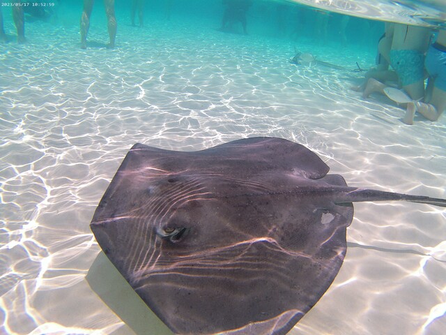 Grand Cayman Stingray City, Coral Gardens, and Starfish Snorkel Super Combo Excursion Amazing