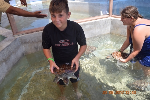 Grand Cayman Stingray City, Coral Gardens Snorkel and Turtle Farm Excursion Amazing experience!