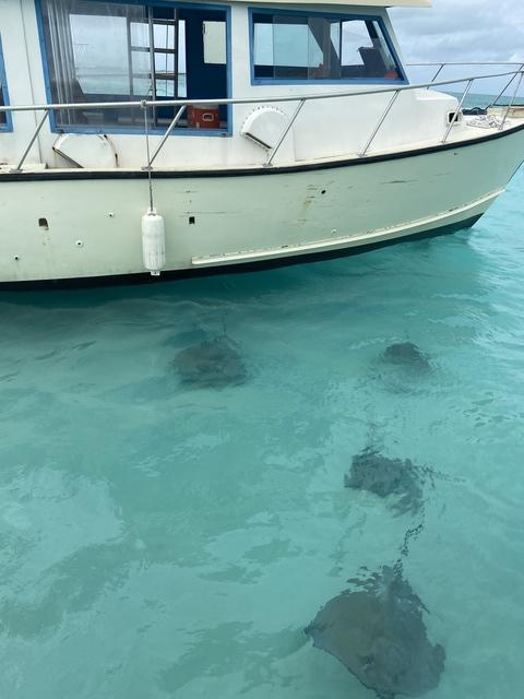 Grand Cayman Stingray City Sandbar, Coral Gardens and Barrier Reef Snorkel Excursion Can I go again