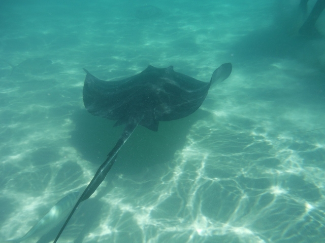 Grand Cayman Stingray City Sandbar, Coral Gardens and Barrier Reef Snorkel Excursion Fun Excustion! Lots of Fish, Coral, and Stingrays