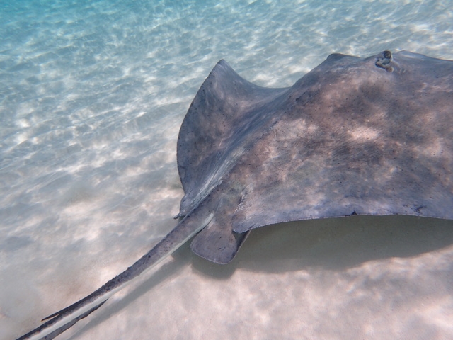 Grand Cayman Stingray City Sandbar, Coral Gardens and Barrier Reef Snorkel Excursion Good quality time with the rays, and beautiful reef.  Staff was e