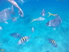 Grand Turk Highlights, Shallow Reef and Island Wall Snorkel Excursion Loved it...especially the snorkeling!