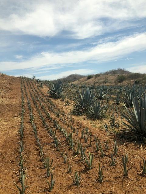 Mazatlan All About Tequila Excursion at La Noria Great experience with lots of extras!