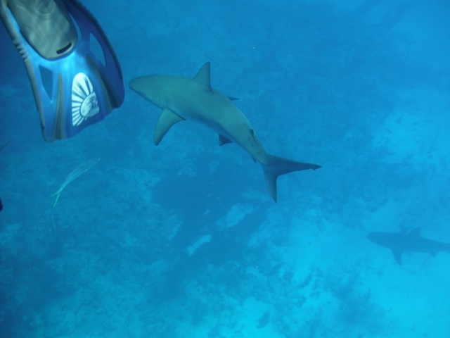 Nassau Reef, Shipwreck and Movie Site Snorkel Excursion by Boat Shark experience was awesome!