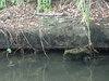 Puerto Limon Cahuita National Park, Tortuguero River Cruise, and Banana Plantation Nature Combo Excursion Great tour, small group, excellent guide.