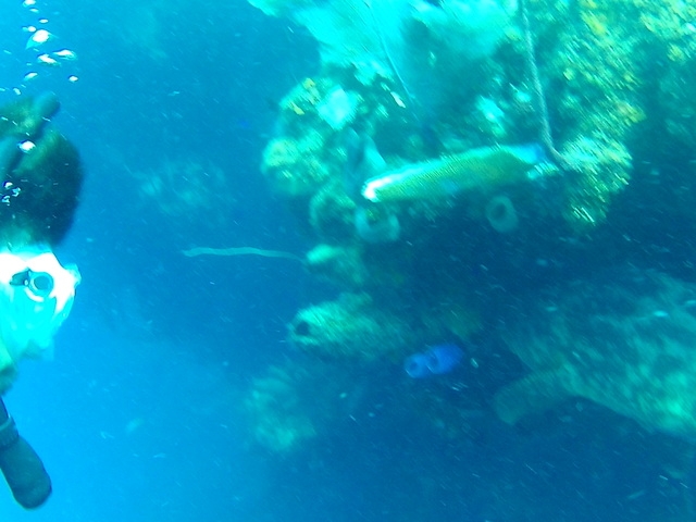 Roatan 3 Snorkel Site Hopping and Beach Break Excursion The most amazing snorkeling ever
