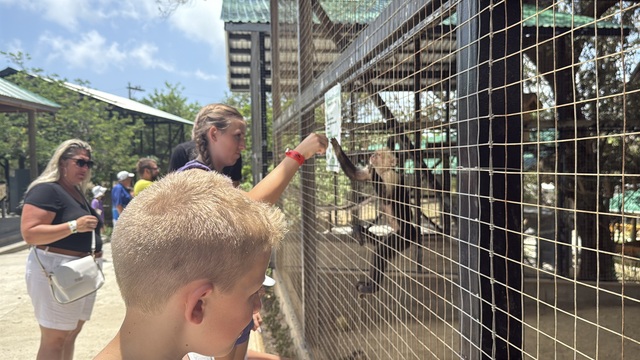 Roatan ATV Off-Road Adventure, Monkey and Sloth Hangout Excursion So fun!