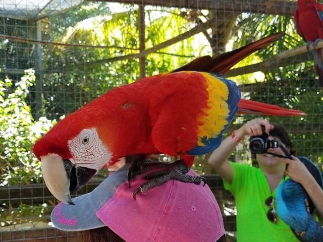 Roatan Hop On Hop Off Bus Highlights and Beach Break Excursion This tour was great!