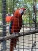 Roatan Little French Key Private Island Beach Resort Day Pass Excursion Beautiful 