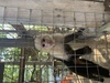 Roatan Private Chocolate Rum Cake Factory, Sightseeing, and Beach Break Excursion Sloths and Monkeys 