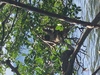 Roatan Private Chocolate Rum Cake Factory, Sightseeing, and Beach Break Excursion Sloths and Monkeys 
