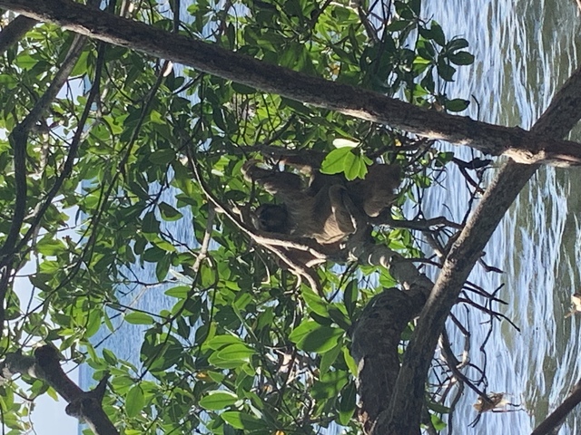 Roatan Private Chocolate Rum Cake Factory, Sightseeing, Monkey and Sloth, and Beach Excursion Sloths and Monkeys 