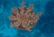 Roatan South Side Snorkel and Beach Break Excursion Excellent Snorkel Opportunity