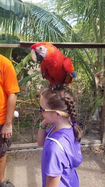 Roatan Southside Reef Snorkel, Monkey / Sloth Park Excursion Best Excursion!!!