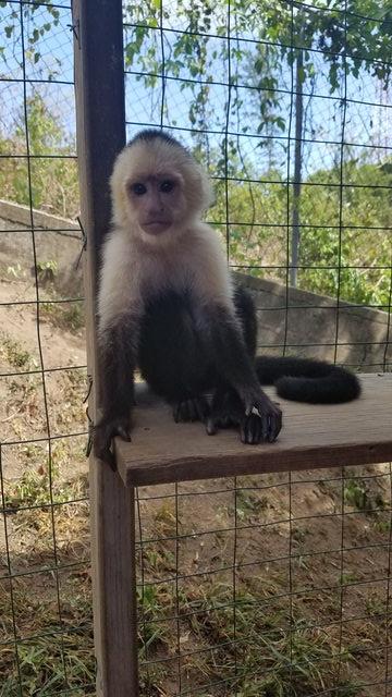 Roatan Southside Reef Snorkel, Monkey / Sloth Park Excursion Best Excursion!!!