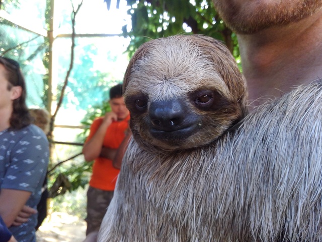 Roatan Southside Reef Snorkel, Monkey / Sloth Park Excursion Traveler