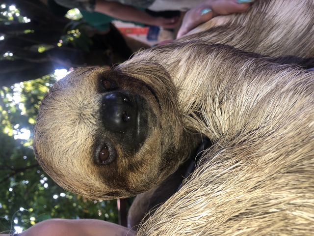 Roatan Southside Snorkel, Monkey and Sloth Park Excursion The absolute best excursion ever