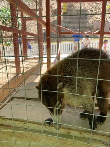 Roatan Zipline, Monkey and Sloth Hangout, Snorkel and Beach Break Excursion Roatan Zipline 