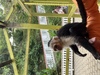 Roatan Zipline Park, Monkey/Sloth Sanctuary, Reef Snorkel, and Beach Excursion Combo Best excursion!!!