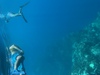 Roatan Zipline Park, Monkey/Sloth Sanctuary, Reef Snorkel, and Beach Excursion Combo Loved it, lots of fun!
