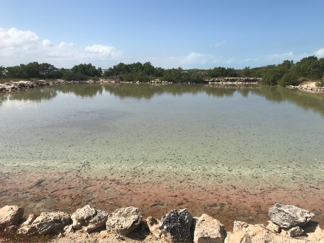 Xcambo Mayan Ruins, Flamingos, Pink Lagoon, and Beach Break Combo Excursion from Progreso family fun