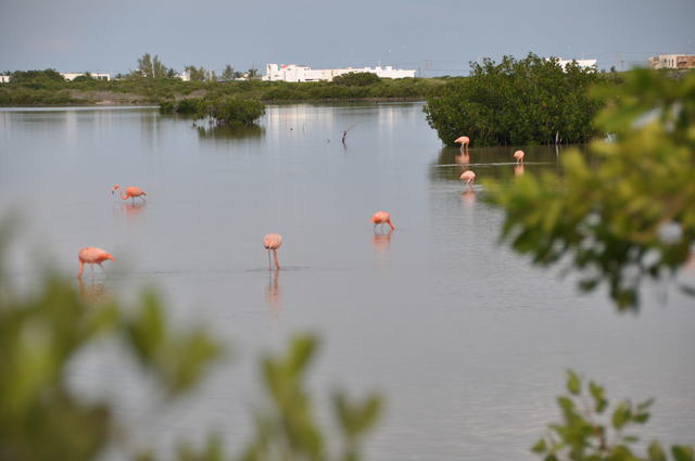 Xcambo Mayan Ruins, Flamingos, Pink Lagoon, and Beach Excursion Combo from Progreso Family of 5 - we had an amazing time! 