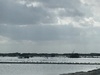 Xcambo Mayan Ruins, Flamingos, Pink Lagoon, and Beach Excursion Combo from Progreso family fun