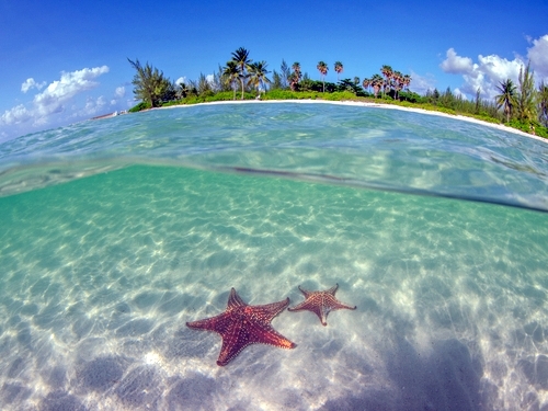 Grand Cayman swim with stingrays Shore Excursion Reviews