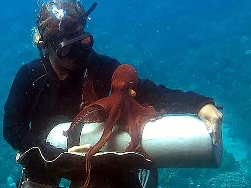 Lahaina glass bottom boat Shore Excursion Tickets