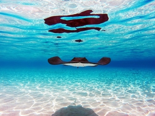 Grand Cayman swim with stingrays Shore Excursion Tickets