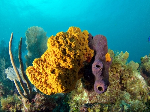 Cayman Islands stingray snorkel Trip Reviews