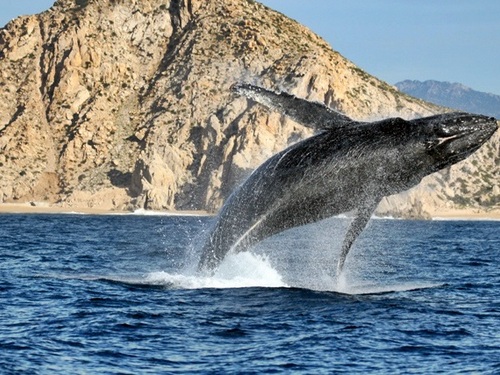 Los Cabos private charter Excursion Reviews