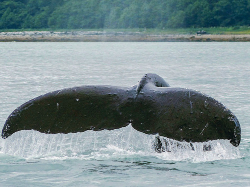 Juneau Orcas Tour Booking