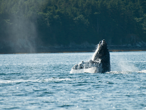 Juneau Alaska / USA Whale Watching Trip Prices