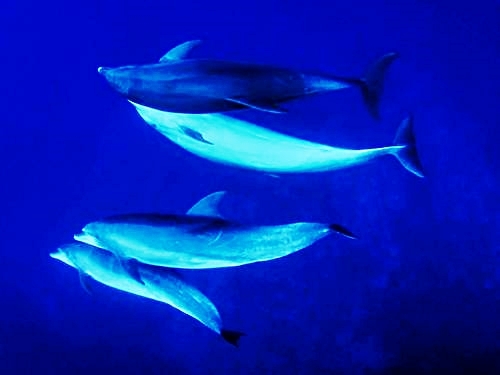 Grand Turk  Turks and Caicos grand turk wall Trip Cost