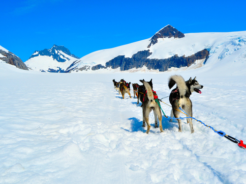 Juneau Alaska dog sledding Trip Cost