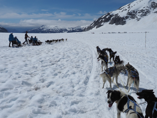 Juneau Alaska dog mushing Excursion Tickets