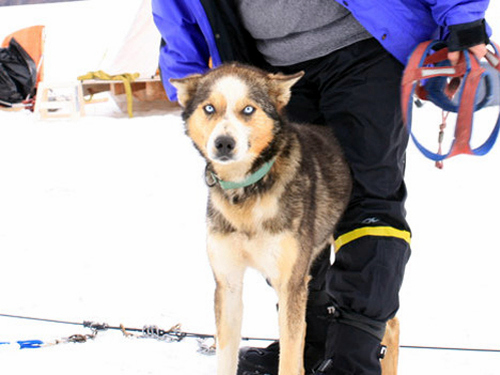 Juneau dog sled Shore Excursion Prices