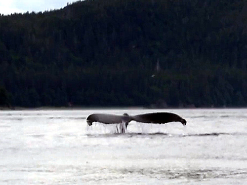 Juneau orcas watching Excursion Cost